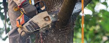Best Pest Control for Lawns  in Shrewsbury, PA
