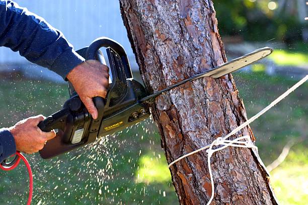 Best Root Management and Removal  in Shrewsbury, PA