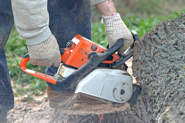 Best Fruit Tree Pruning  in Shrewsbury, PA