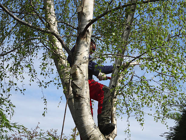  Shrewsbury, PA Tree Care Pros