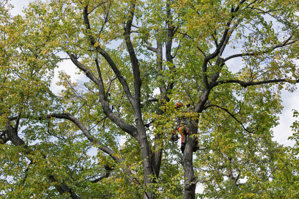 Shrewsbury, PA Tree Care Company