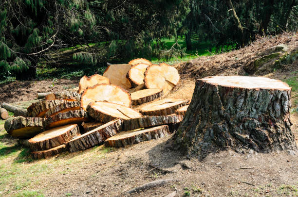 Best Tree Cabling and Bracing  in Shrewsbury, PA
